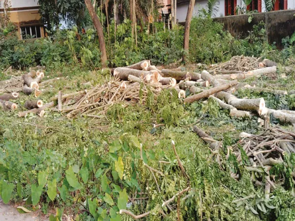 অসাধু ব্যবসায়ী নয়, নির্বিচারে গাছ কাটল স্কুল পরিচালন কমিটি নিজেই