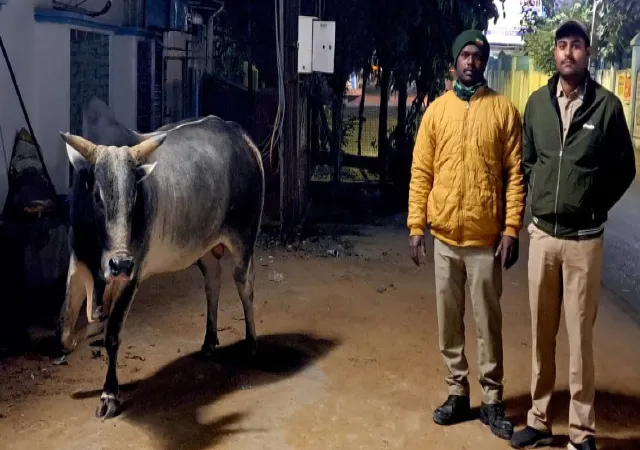 &nbsp;শারীরিক যন্ত্রণা থেকে মুক্তি পেল চতুষ্পদ