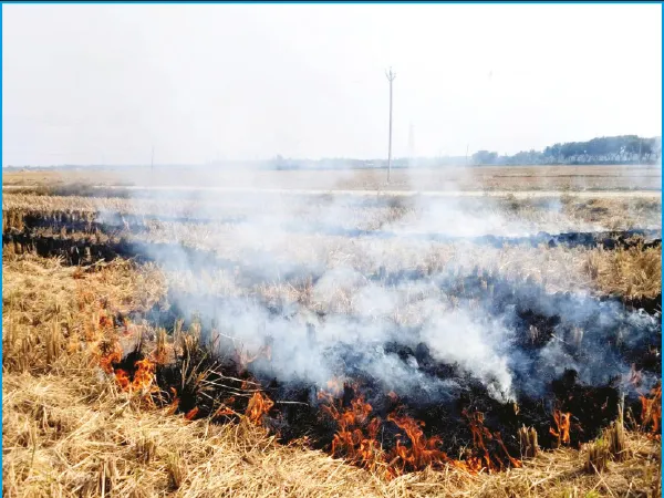 মানকরে নাড়া পোড়ানো বন্ধ করতে জেলায় সচেতনতার প্রচারে কৃষিদপ্তর