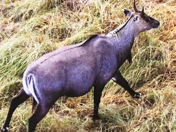 রামপুরহাট ও নলহাটিতে ছুটে বেড়াচ্ছে নীল গাই
&nbsp;