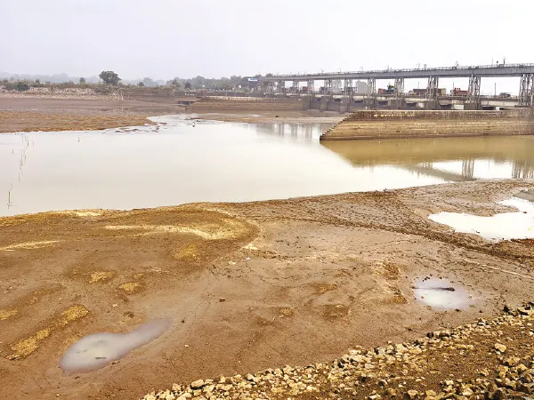 পরিযায়ী পাখির দল না আসায় চিন্তিত পরিবেশবিদরা