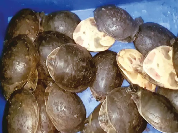 ২১টি কচ্ছপ উদ্ধার স্বরূপনগরে, ধৃত ১