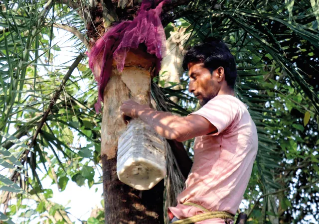 মাটির বদলে প্লাস্টিকের হাঁড়ি, স্বাদ ও গন্ধ হারিয়ে জাত খোয়াচ্ছে নলেন গুড়
