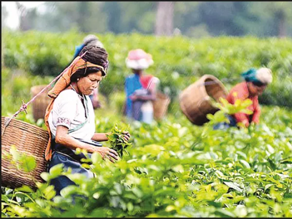 কেন্দ্রের নির্দেশে এক মাস আগে এবার চায়ের মরশুম শেষ