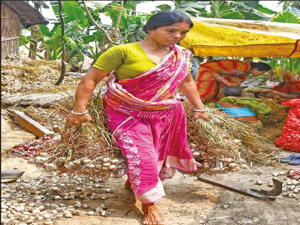 দাম মিলছে ভালো, রসুন চাষে ঝুঁকছেন চাষিরা