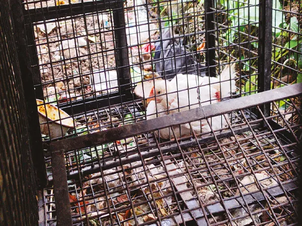আরামবাগে অজানা জন্তুর আতঙ্ক, খাঁচা বনদপ্তরের