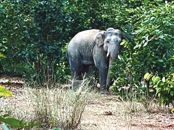 কেশিয়াড়িতে কিশোরকে আছড়ে মারল দাঁতাল