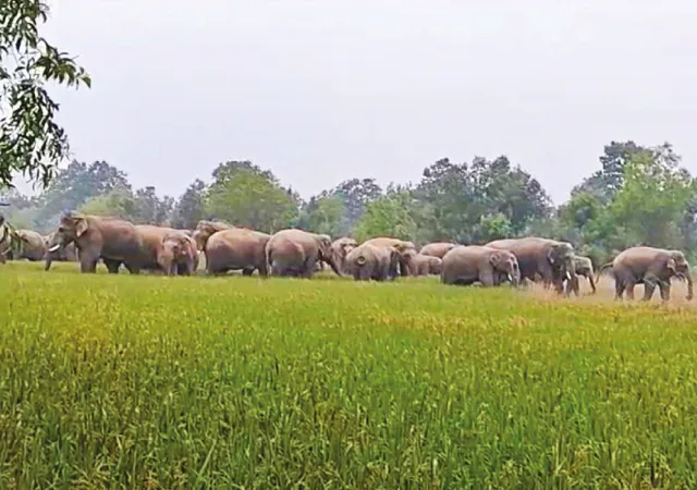 ঝাড়গ্রামে ঢুকে হাতিরা লণ্ডভণ্ড করছে ধানের জমি, ব্যাপক ক্ষতির মুখে চাষিরা