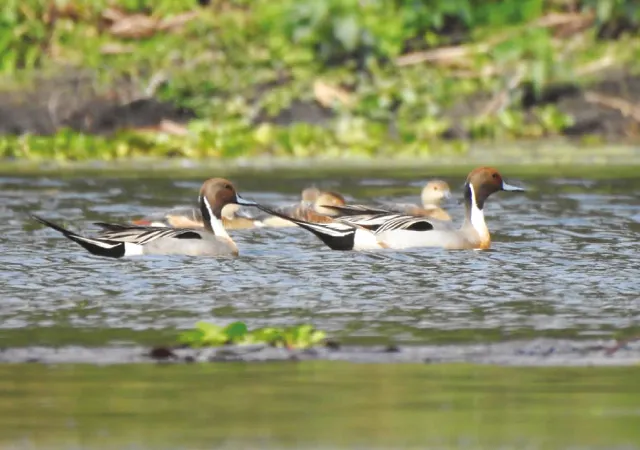 রসিকবিলে হাজির পরিযায়ী পাখির দল
