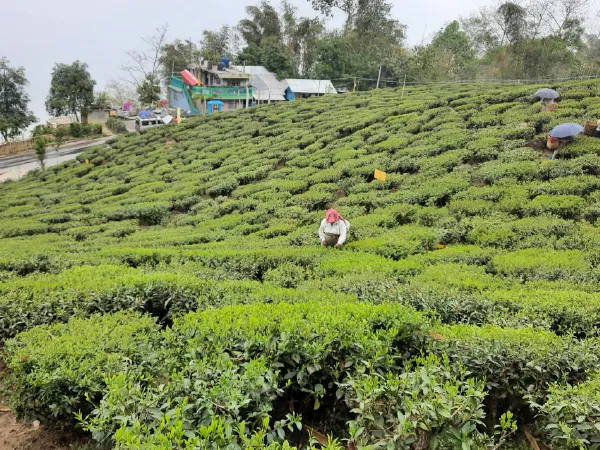 জগদীশচন্দ্র বসুর বাবার উদ্যোগে ডুয়ার্সে চালু হয়েছিল চা বাগান
