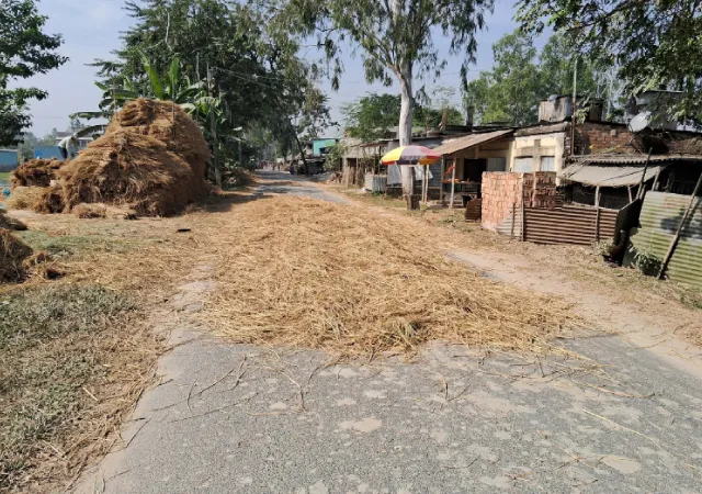 রাস্তায় শুকোতে দেওয়া হচ্ছে ধান, দুর্ঘটনার আশঙ্কায় গাড়ি চালকরা