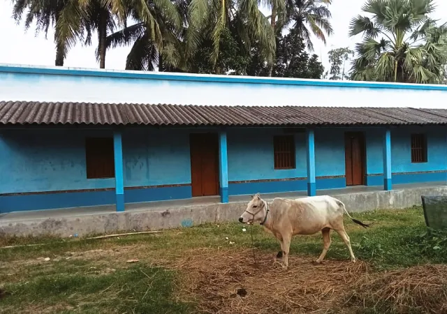 বেলা গড়ালেই বন্ধ রায়দিঘির বরদানগর উপস্বাস্থ্য কেন্দ্র, সামনে চরে গোরু-বাছুর