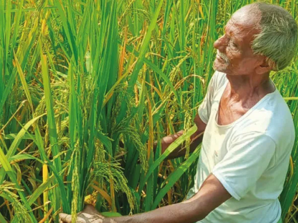 নতুন তিন ধরনের ধানের&nbsp; চাষ দিশা দেখাচ্ছে চাষিদের
