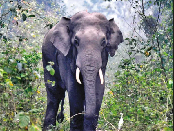 বাঁদর-হাতির জোড়া তাণ্ডবে অতিষ্ঠ হ্যামিল্টনগঞ্জবাসী