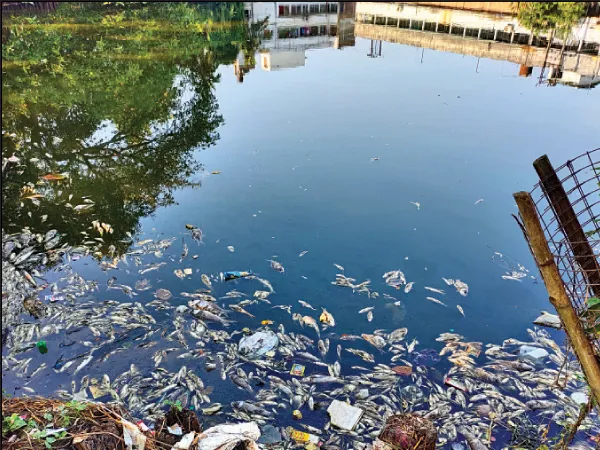 বনগাঁর সাহেব পুকুরে ভাসছে হাজার হাজার মৃত মাছ, পরিষ্কারের কাজ শুরু প্রশাসনের