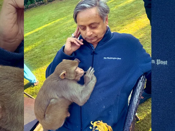 কলা খেয়ে সোজা শশী থারুরের কোলেই ঘুম বাঁদরের, &lsquo;অভূতপূর্ব অভিজ্ঞতা&rsquo; জানালেন কংগ্রেস সাংসদ