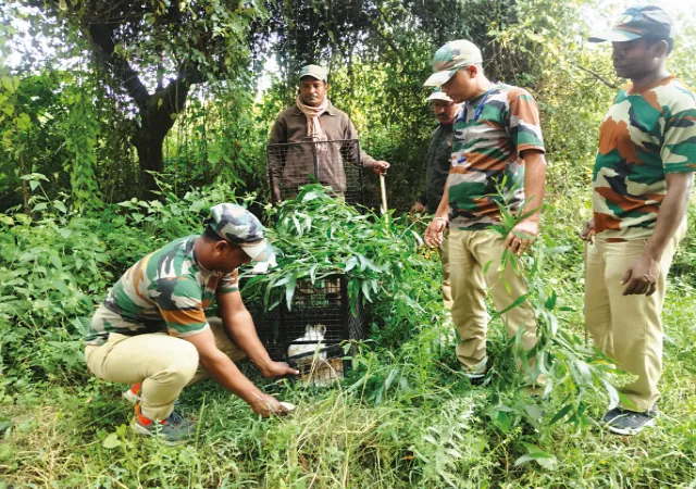 আরামবাগ: জন্তুর আতঙ্ক কাটাতে রাতভর অভিযান চালাল বনদপ্তর