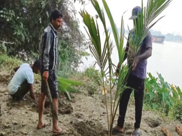 গঙ্গার ভাঙন রুখতে পদক্ষেপ পুরসভার,&nbsp;বাবুঘাট থেকে প্রিন্সেপ পর্যন্ত বসেছে ৪৩০টি নারকেল গাছ