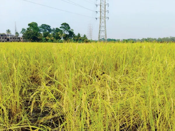 ধানগাছের শিসে জমছে কালো গুঁড়ো ভুসাকালি রোগের প্রকোপ বাড়ছে