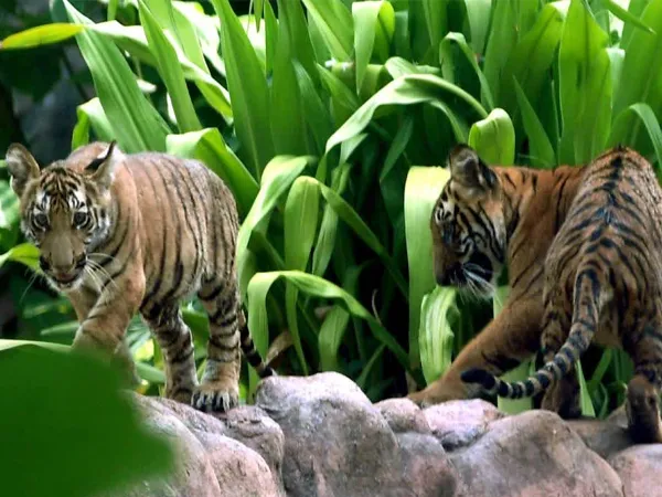 মা বাঘের অসাবধানতাতেই শিলিগুড়িতে মৃত্যু তিন শাবকের