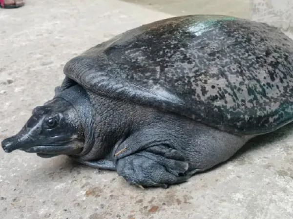 বাগনান ও আমতায় কাছিম উদ্ধার
