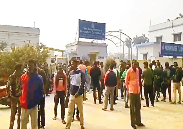 দুর্গন্ধে নাজেহাল! কল্যাণীতে পোল্ট্রি&nbsp;ফার্মের গেটে তালা ঝুলিয়ে বিক্ষোভ