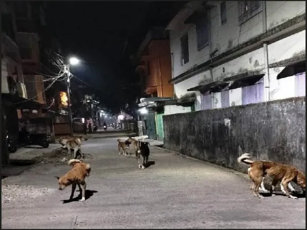 পথ কুকুরের আতঙ্কে চলাই দায়, মাসে জলাতঙ্কের ইঞ্জেকশন নেন ২০০ জন
