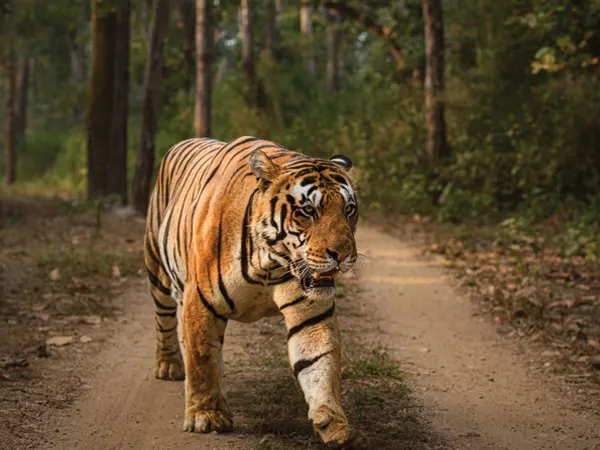 ঝাড়গ্রাম লাগোয়া ঝাড়খণ্ডের জঙ্গলে বাঘিনী, পর্যটকদের জন্য নির্দেশিকা
