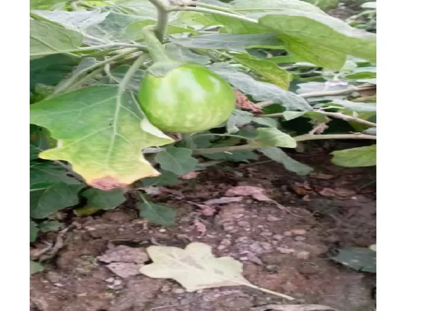 চিন্তামণি বেগুন চাষে লাভের পথ দেখাচ্ছেন মকসেদুল