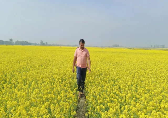 সর্ষে চাষে সেচ নিয়ে সমস্যায় হরিশ্চন্দ্রপুরের কৃষকরা