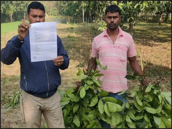 মানিকচকে ১৫০ সেগুন চারা নষ্ট করল দুষ্কৃতীরা