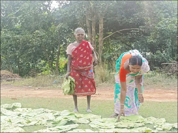 শালপাতার থালার চাহিদা বাড়লেও আজও ভালো পারিশ্রমিক মেলে না