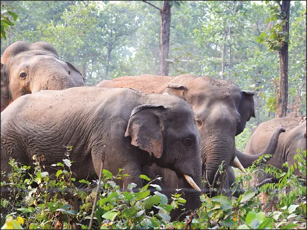 রবিশস্যের ক্ষতি এড়াতে জঙ্গলেই হাতির দলের খাবারের ব্যবস্থা জেলা বনদপ্তরের&nbsp;