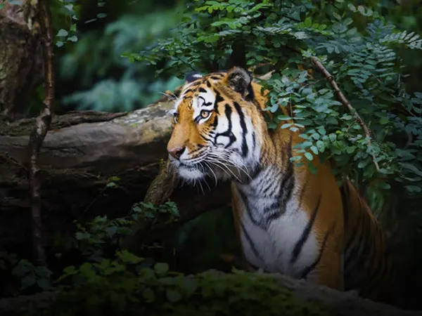 ঘন জঙ্গলে সময়মতো মিলছে শিকার ভাঁড়ারিয়াতেই মন মজেছে জিনাতের