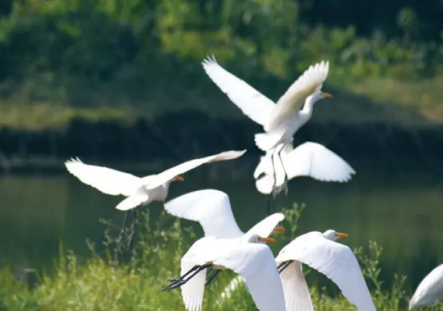 পরিযায়ী পাখির হানায় ঘুম উড়েছে চাষিদের, ধানের বীজতলা বাঁচাতে চলছে রাত পাহারা
&nbsp;