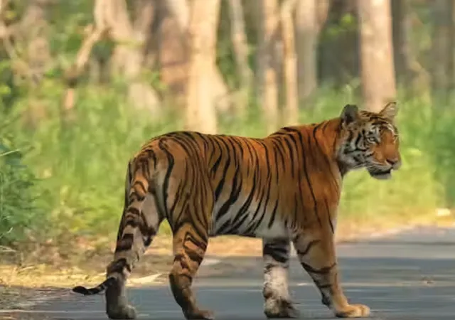 ভাঁড়ারিয়াতেই জিনাত, রেডিও কলারেও অধরা