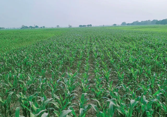 কালিয়াচকে পোকার হানায় নষ্ট গাছ, বিপুল ক্ষতির আশঙ্কা ভুট্টা চাষিদের
&nbsp;