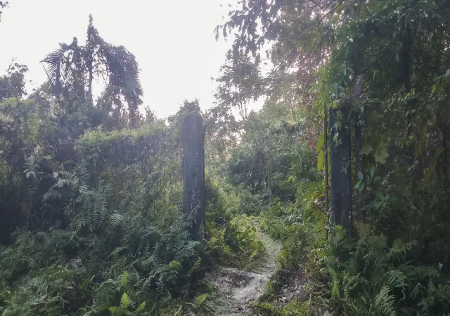 দেখভাল হয় না, ঝোপ-জঙ্গলে গোটা পার্ক ভরেছে, ক্ষোভ বড় শৌলমারিতে
