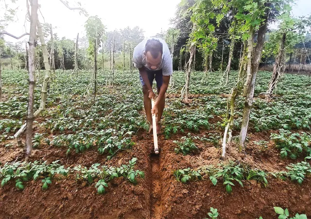 উপার্জনে নয়া দিশার লক্ষ্যে চাষিরা, একই জমিতে দুই ভিন্ন সব্জির চাষ হচ্ছে ঝাড়গ্রামে