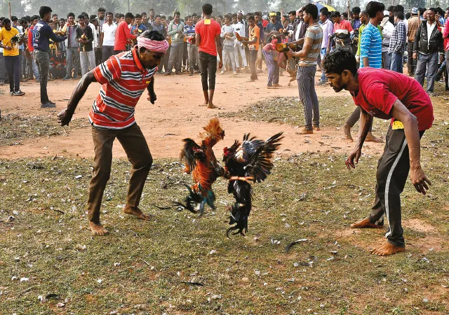 ঝাড়গ্রামের টিয়াকাটি গ্রামে মেলার মূল আকর্ষণ মোরগ লড়াই