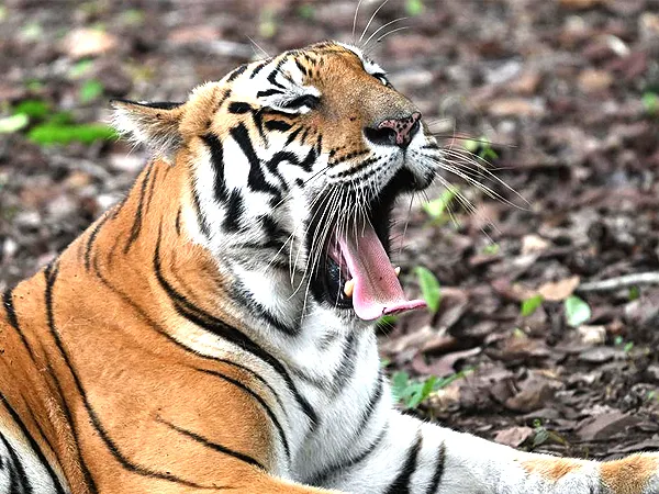 সমতলের জঙ্গলে পাতা ফাঁদ পেরিয়ে সারেঙ্গার পথে জিনাত