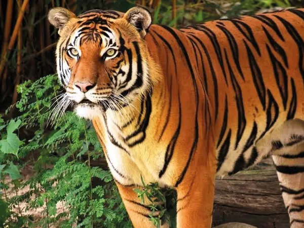অবশেষে জিনাতকে লক্ষ্য করে ছোড়া হল ঘুমপাড়ানি গুলি, শীঘ্রই খাঁচাবন্দি বাঘিনি?