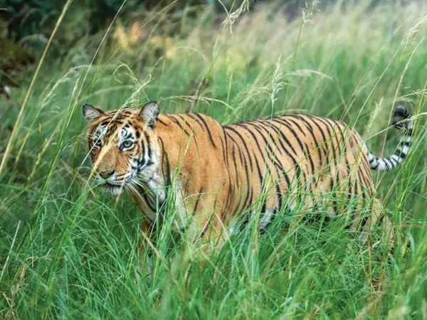 গা ঘেঁষে চলে গেল ঘুমপাড়ানি গুলি, ঝোপের আড়ালে জিনাত