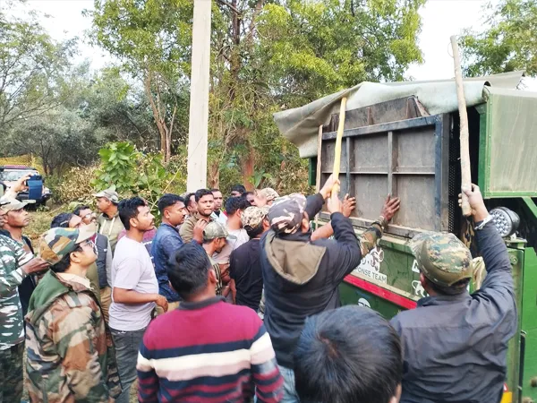 প্রতীক্ষার অবসান! বাঁকুড়ায় বনদপ্তরের জালে বাঘিনী জিনাত