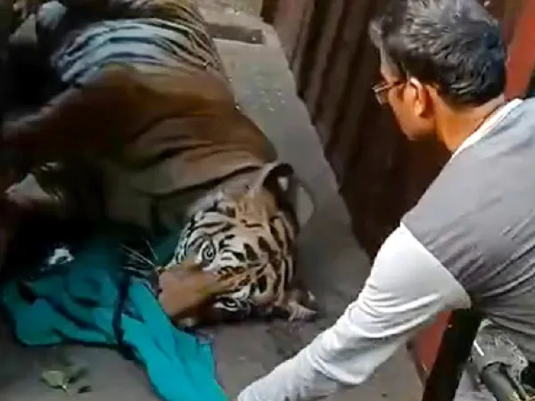 ঘুমপাড়ানি গুলিতে কাবু, অবশেষে খাঁচাবন্দি জিনাত