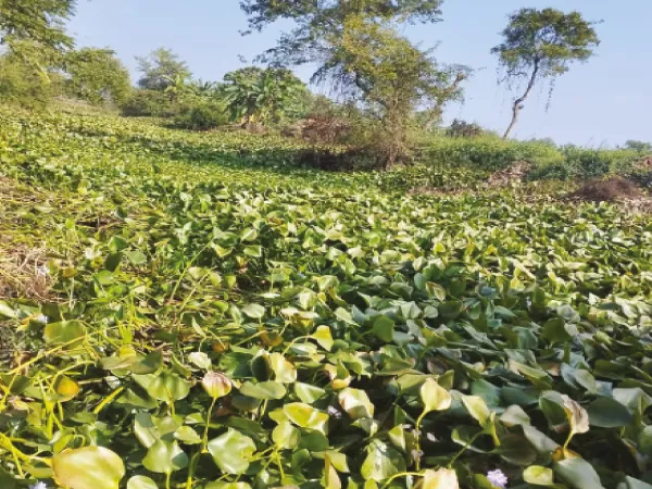 দাসপুরে শোলাটপা খাল মজে জলনিকাশিতে সমস্যা