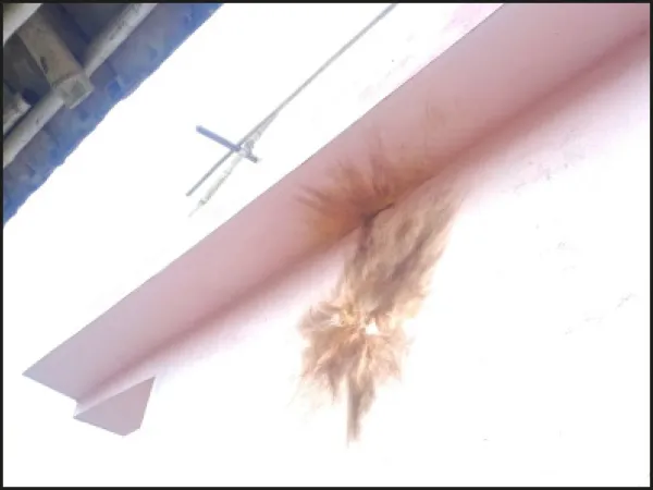 হরিশ্চন্দ্রপুরে প্রাক্তন স্ত্রীর বাবার বাড়িতে বোমা