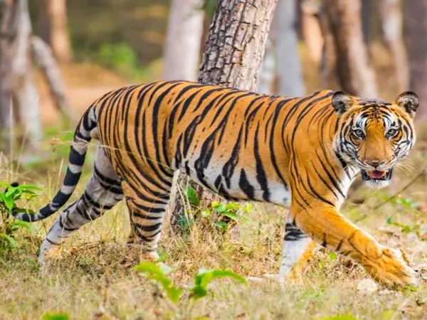 বন্যপ্রাণীর হামলার ভয়, সান্তলাবাড়িতে খোলা হল গ্রাম পঞ্চায়েতের সাব অফিস