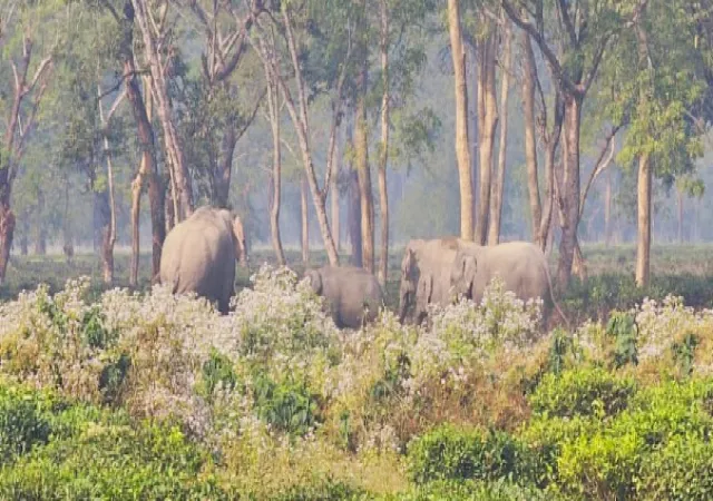 ধেয়ে এল দলছুট গজরাজ হাতি তাড়াতে গিয়ে পিষ্ট বনকর্মী&nbsp;