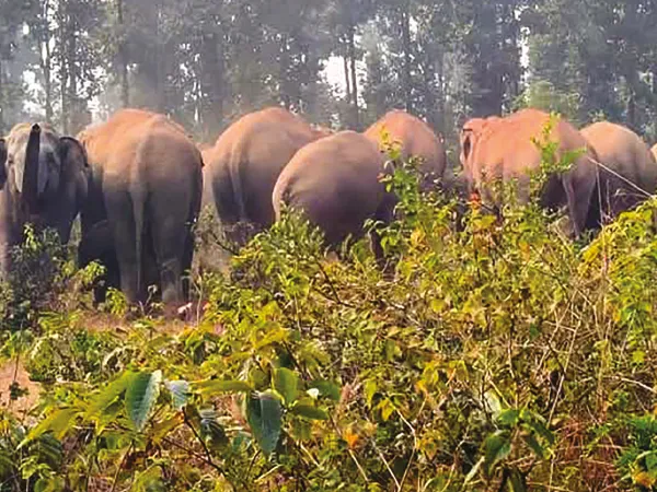 গোয়ালতোড়ে হাতির হামলায় মৃত্যু বৃদ্ধের, আতঙ্কে বাসিন্দারা